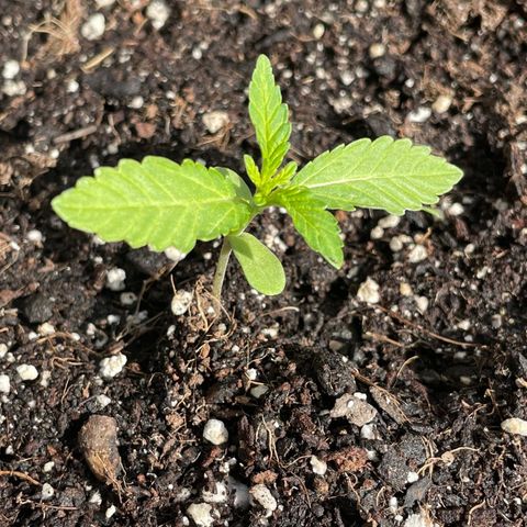 Saltwater OG growlog timeline photo