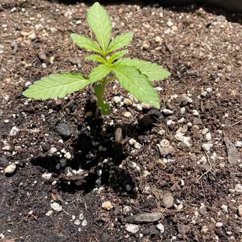 Saltwater OG growlog timeline photo