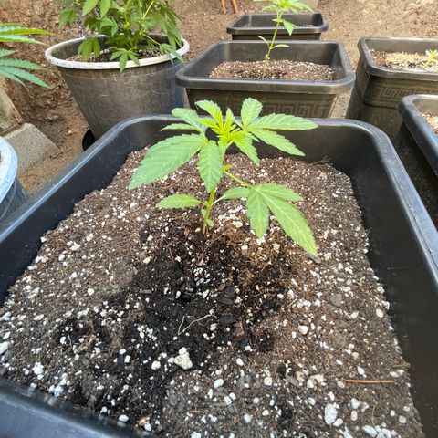 Saltwater OG growlog timeline photo