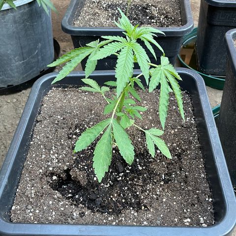 Saltwater OG growlog timeline photo