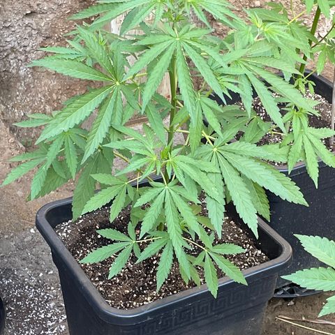 Saltwater OG growlog timeline photo
