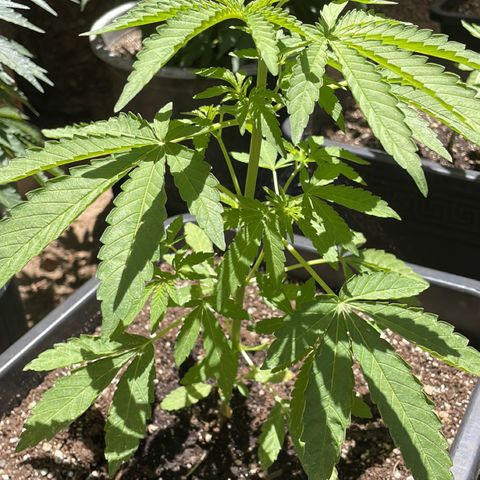 Saltwater OG growlog timeline photo