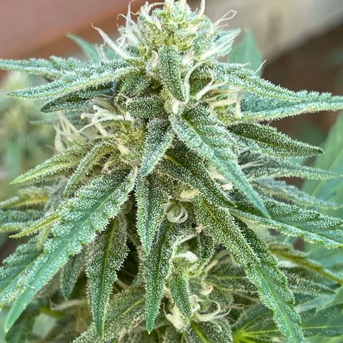 Saltwater OG growlog timeline photo