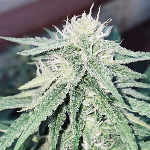 Saltwater OG growlog timeline photo