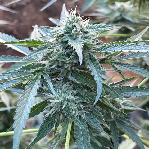 Saltwater OG growlog timeline photo