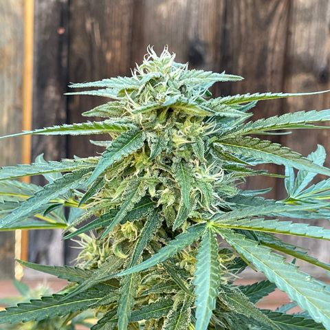 Saltwater OG growlog timeline photo