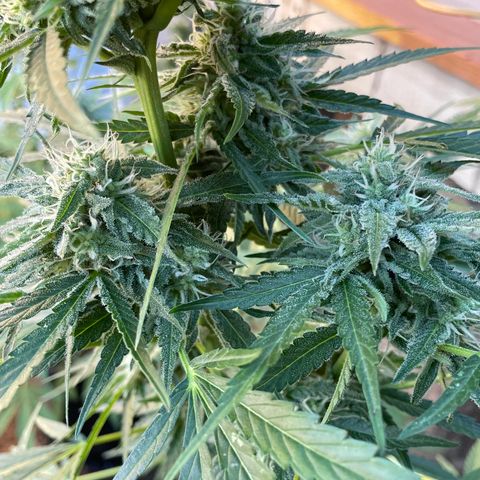 Saltwater OG growlog timeline photo