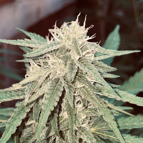 Saltwater OG growlog timeline photo