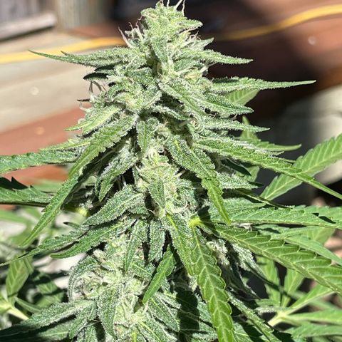 Saltwater OG growlog timeline photo