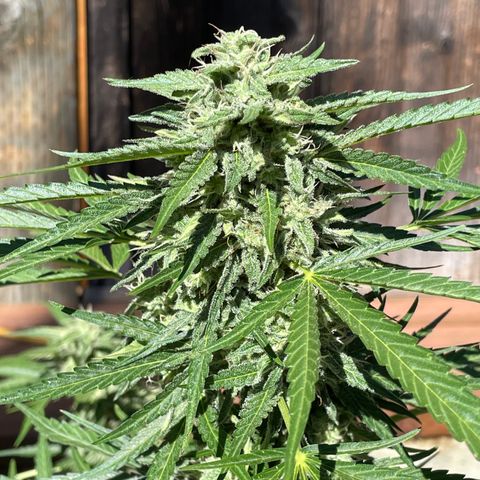 Saltwater OG growlog timeline photo