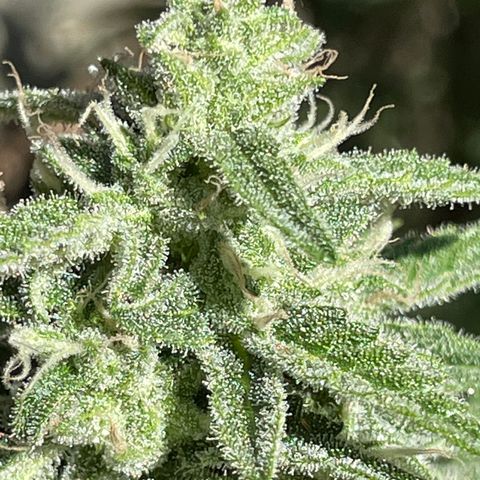 Saltwater OG growlog timeline photo