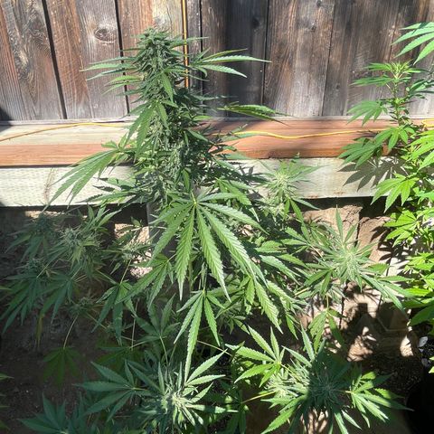 Saltwater OG growlog timeline photo
