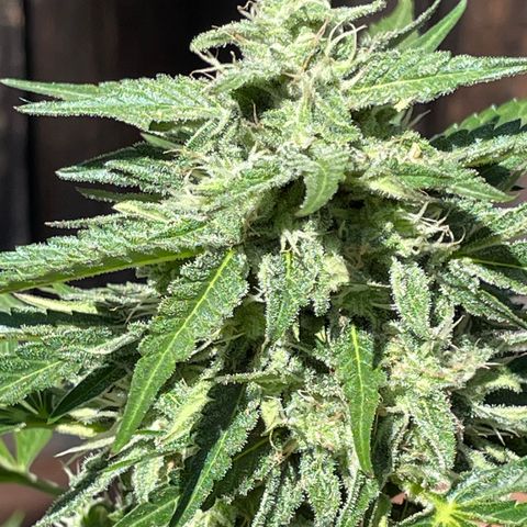 Saltwater OG growlog timeline photo