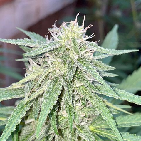 Saltwater OG growlog timeline photo