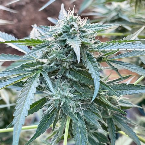 Saltwater OG growlog timeline photo