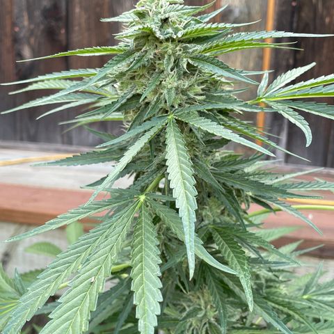 Saltwater OG growlog timeline photo