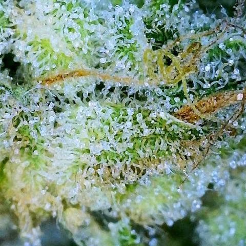 Saltwater OG growlog timeline photo