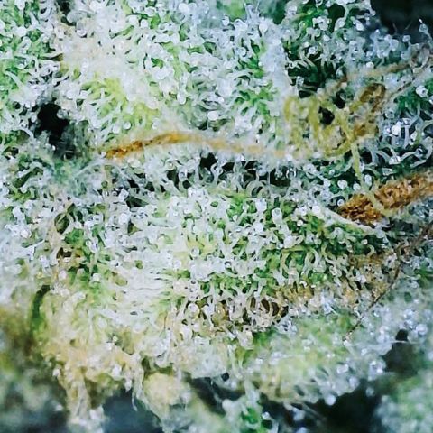 Saltwater OG growlog timeline photo