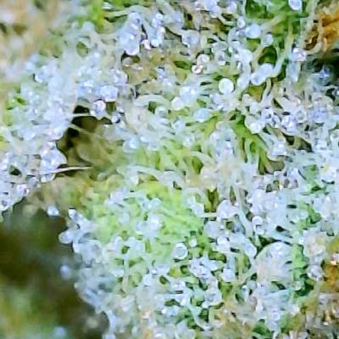 Saltwater OG growlog timeline photo