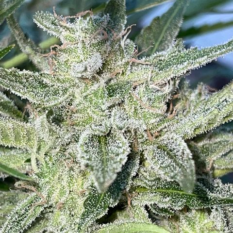 Saltwater OG growlog photo: Day before harvest