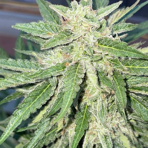 Saltwater OG growlog photo: Day before harvest