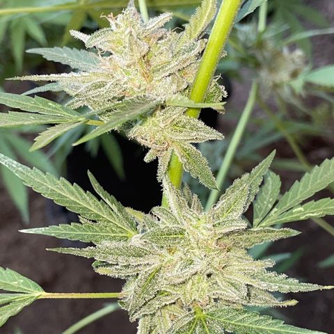 Saltwater OG growlog photo: Day before harvest
