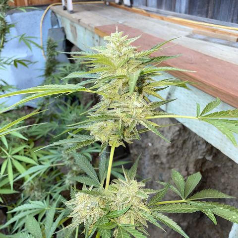 Saltwater OG growlog photo: Day before harvest
