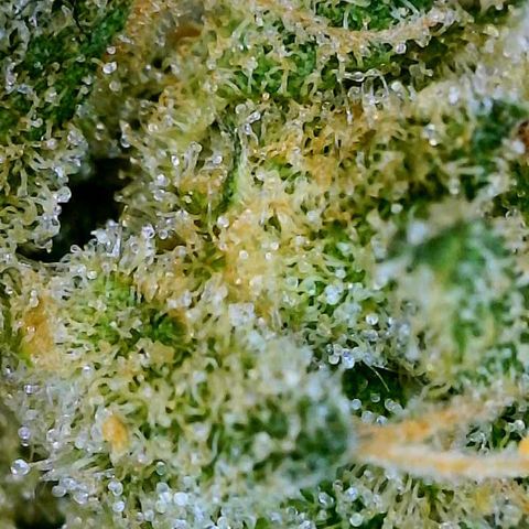 Saltwater OG growlog timeline photo