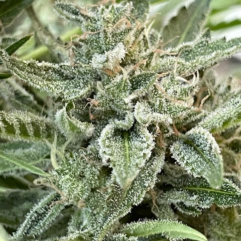 Saltwater OG growlog timeline photo