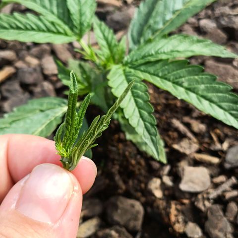 The plant 01 growlog photo: Poda top realizada