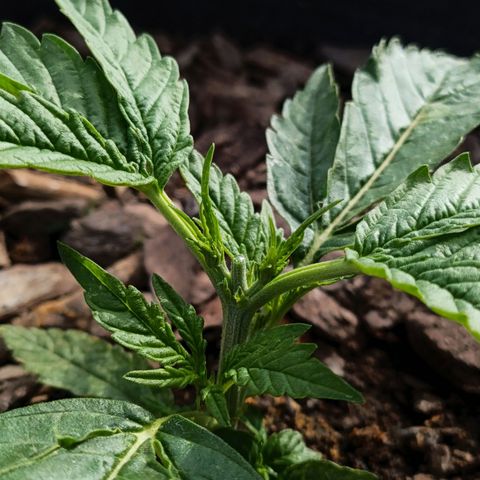 The plant 01 growlog photo: Poda top realizada