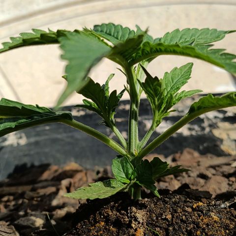 The plant 01 growlog photo: Poda top realizada