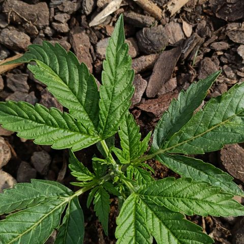 The plant 01 growlog photo: Poda top realizada