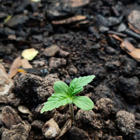 The plant 01 growlog photo: Vaso novo