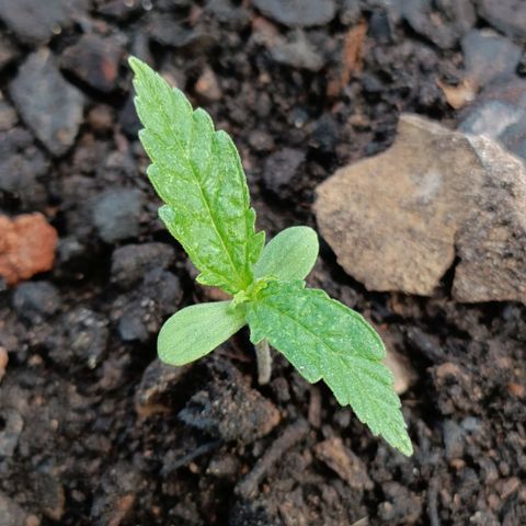 The plant 01 growlog photo: Ótima adaptação do novo vaso