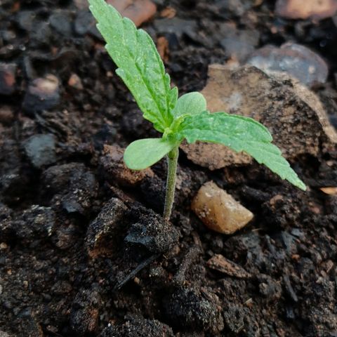 The plant 01 growlog photo: Ótima adaptação do novo vaso