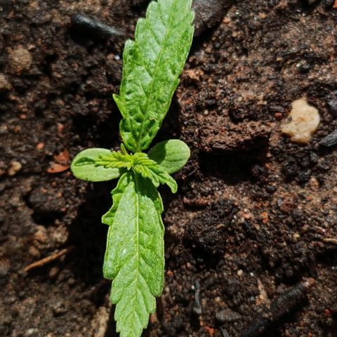 The plant 01 growlog photo: Segundo nó saindo, até então regando quase todos os dias porém bem pouco