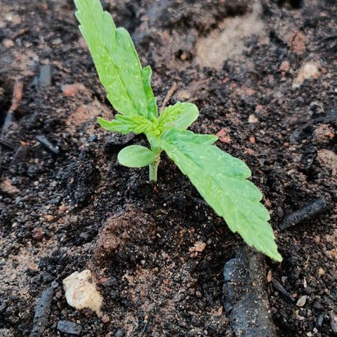 The plant 01 growlog photo: Segundo nó saindo, até então regando quase todos os dias porém bem pouco