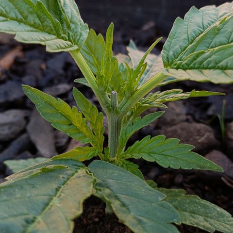 The plant 01 growlog photo: Dia de rega, a planta continua se desenvolvendo após poda