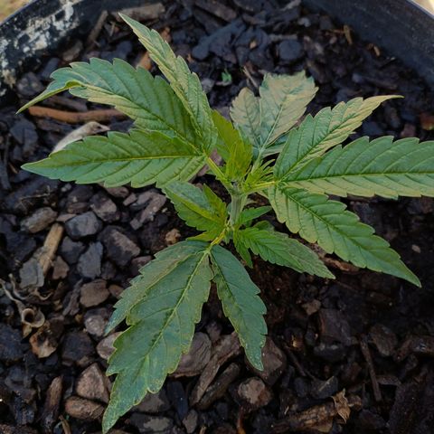 The plant 01 growlog photo: Dia de rega, a planta continua se desenvolvendo após poda