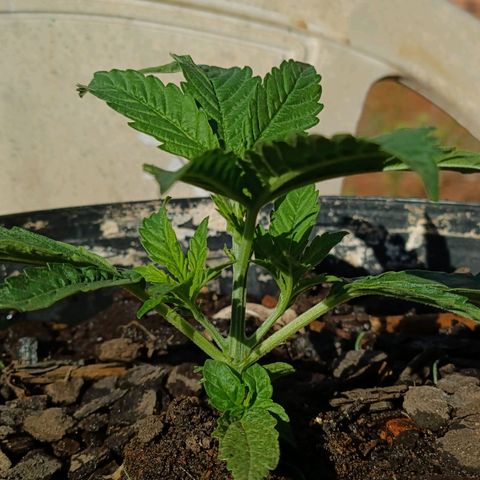 The plant 01 growlog photo: Dia de rega, a planta continua se desenvolvendo após poda