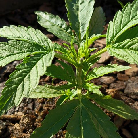 The plant 01 growlog photo: Dia de rega, a planta continua se desenvolvendo após poda