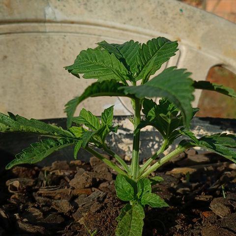 The plant 01 growlog photo: Crescimento saudável da planta