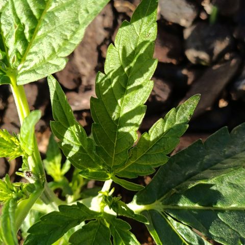 The plant 01 growlog photo: Crescimento saudável da planta