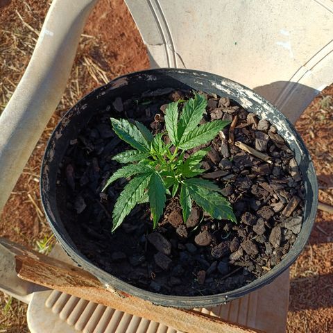 The plant 01 growlog photo: Crescimento saudável da planta