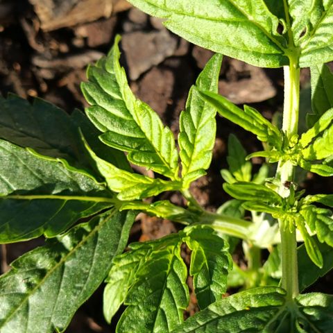 The plant 01 growlog photo: Crescimento saudável da planta