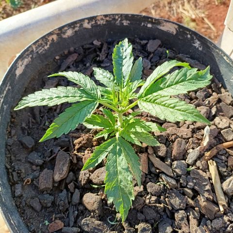The plant 01 growlog photo: Crescimento saudável da planta