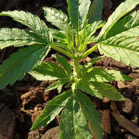 The plant 01 growlog photo: Crescimento saudável da planta