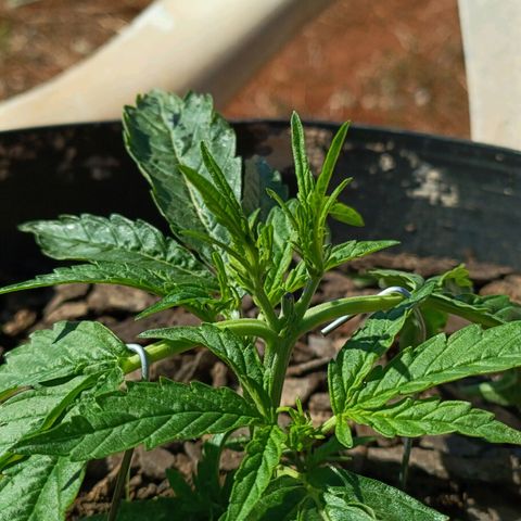 The plant 01 growlog photo: LST