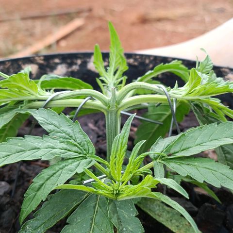 The plant 01 growlog photo: LST feito em mais 4 pontos da planta 